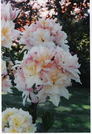 Blue Mountain Double Azalea